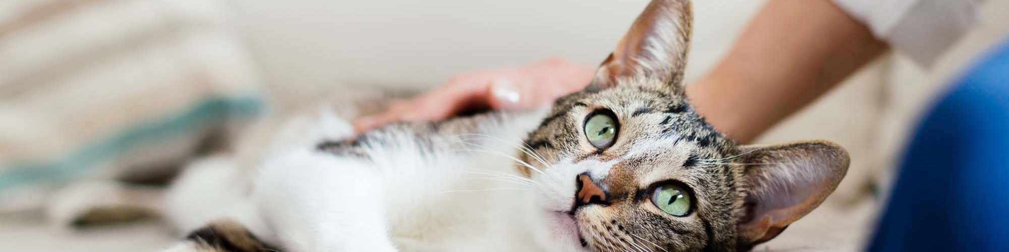 Pet Policy | Harvest Hill in Broomfield, Colorado