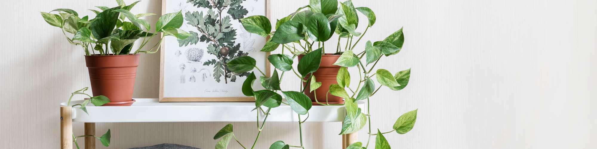 Privacy Policy | Fontana Pointe in Greeneville, Tennessee