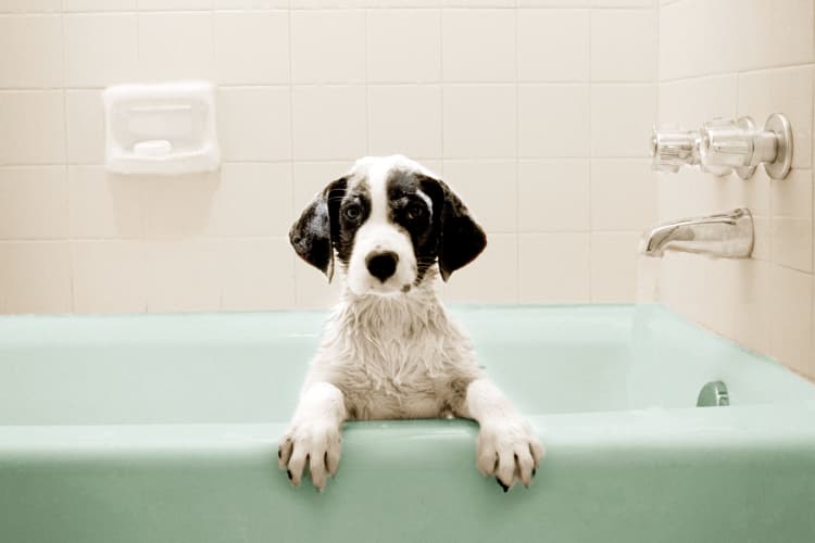 Dog in a bathtub at Villas at Bunker Hill