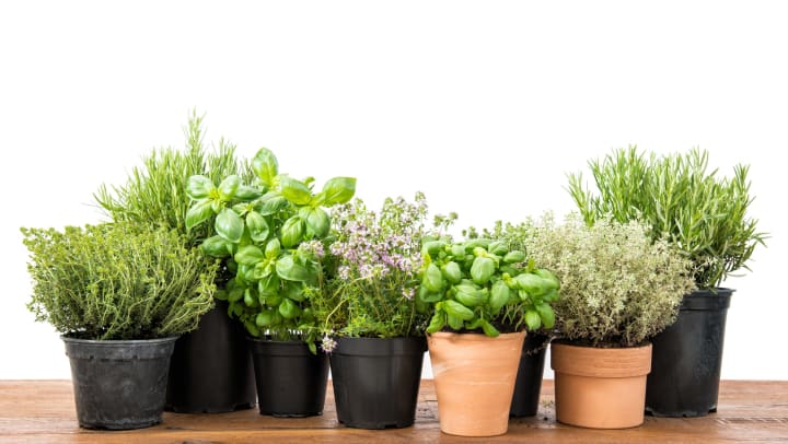 An assortment of potted herbs on a wooden table in front of a white background.