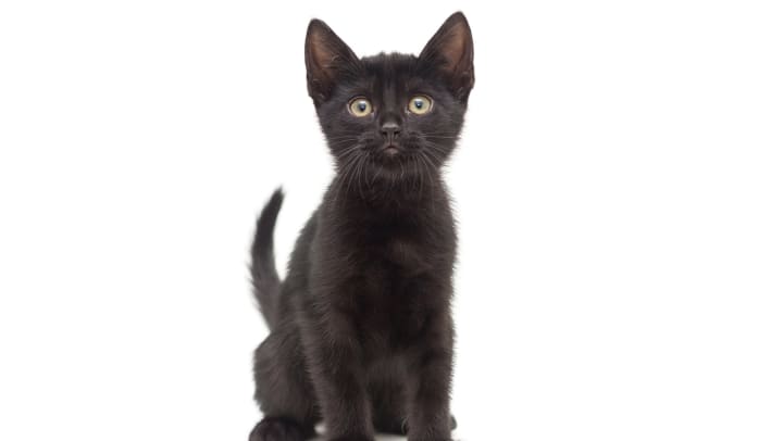 A black kitten