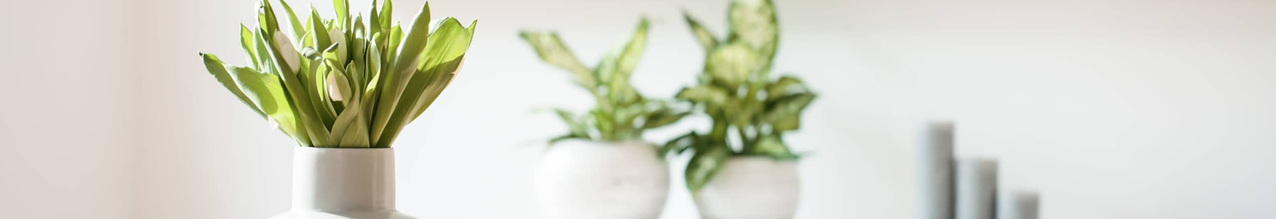 Residents | Island Parkside in Lawrence, Massachusetts