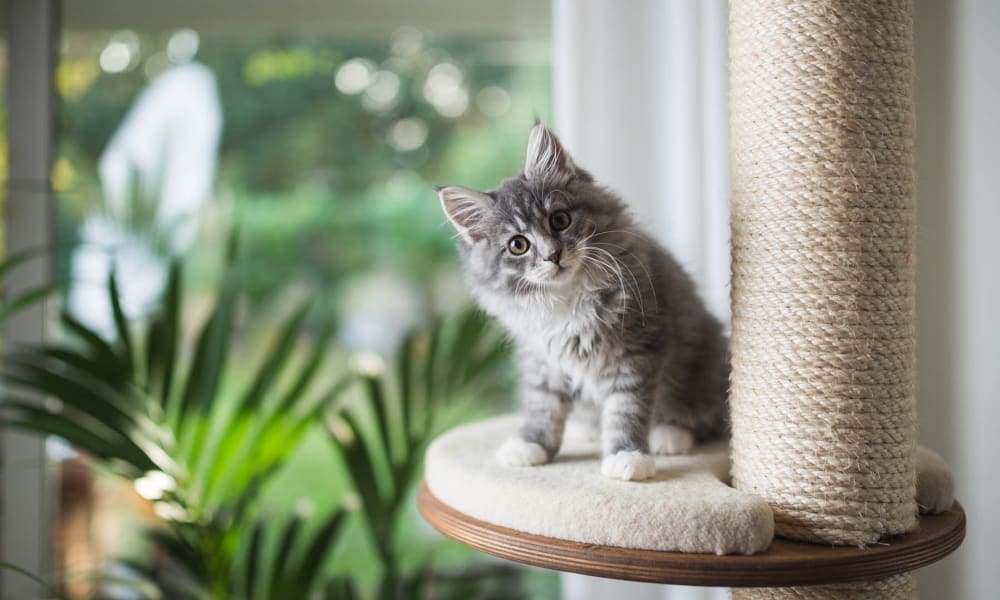 Cute kitten on her play palace posing for a photo at The Landings at Steeplechase in Houston, Texas