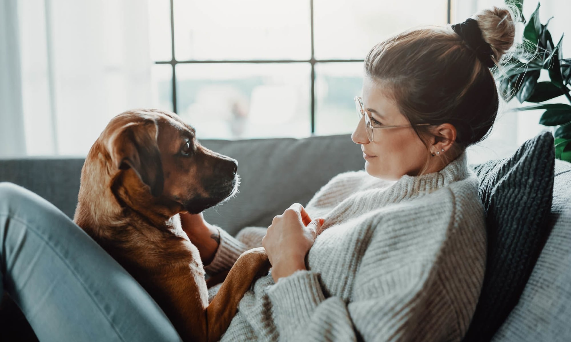 Pet policy at The Park at Ashford in Arlington, Texas