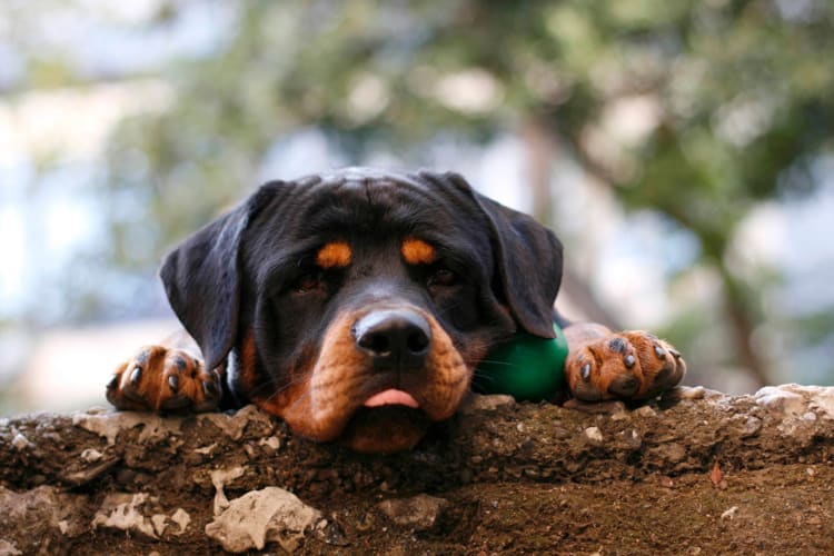 Cute dog laying down outside with its tongue out at The Park at Ashford in Arlington, Texas