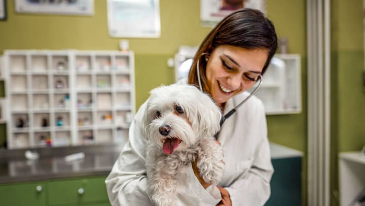 A smiling vet checks the vitals of a dog