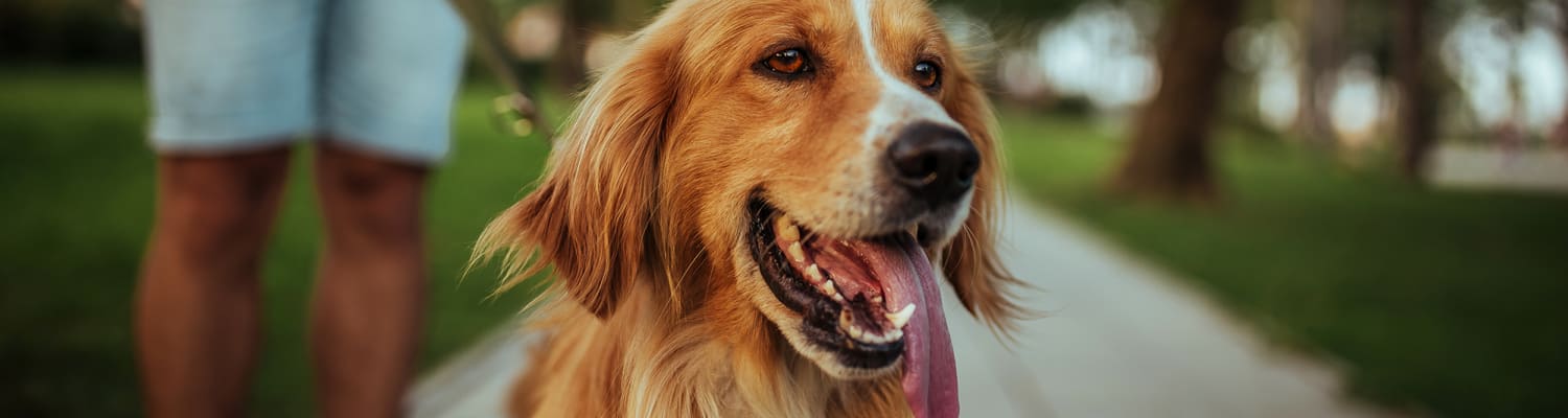 Resident walking his happy pup at Marquis Place in Murrysville, Pennsylvania