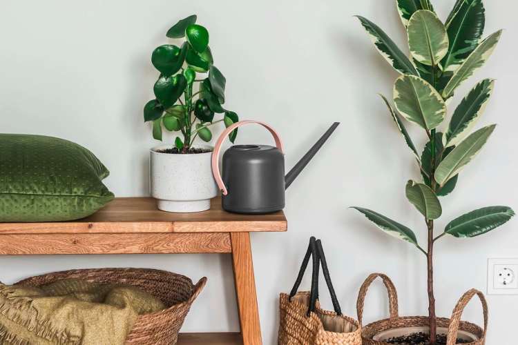 Houseplant, basket and table at Carriage Woods in Conroe, Texas