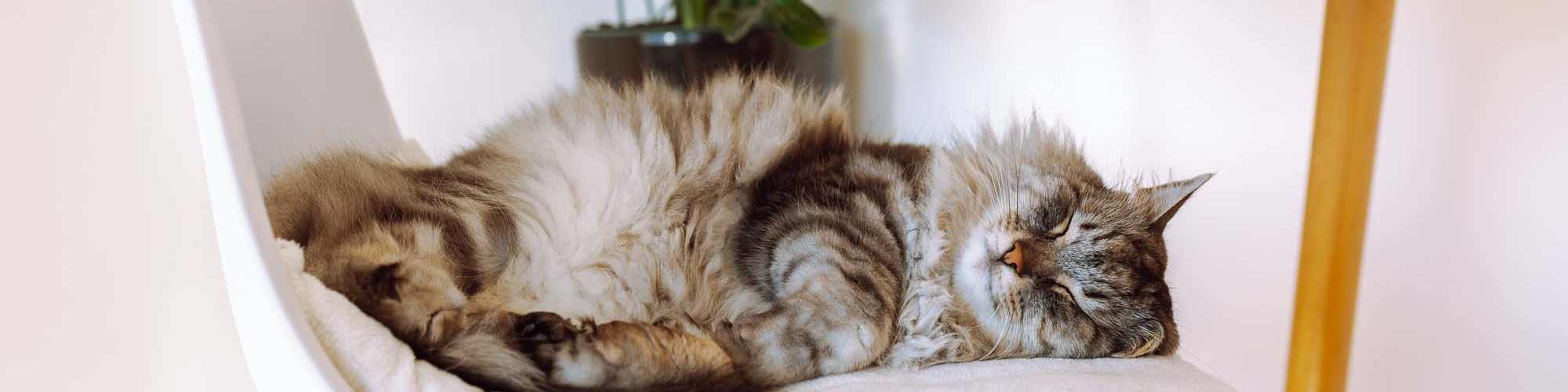 Pet-Friendly | Whistler's Cove in Mount Airy, North Carolina