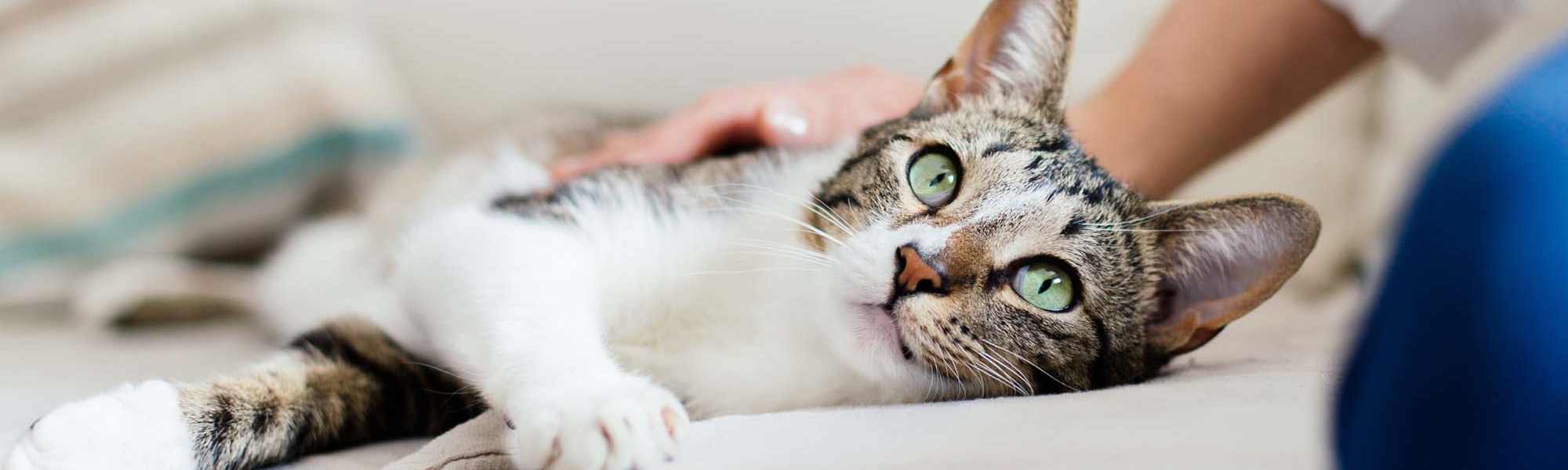 Pet Friendly at Champions Vue Apartments in Davenport, Florida