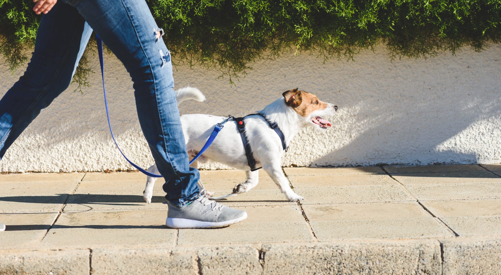 Pet-friendly apartments at Holland Park in Lawrenceville, Georgia