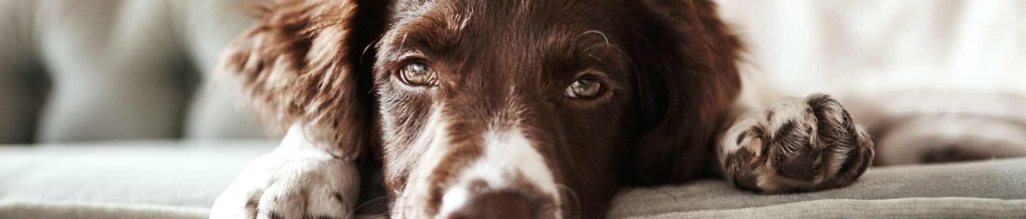 Pet Friendly at The Emerson at Forney Marketplace in Forney, Texas