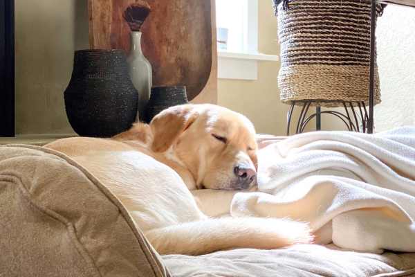 Pet friendly at 200 North Trigg in Gallatin, Tennessee