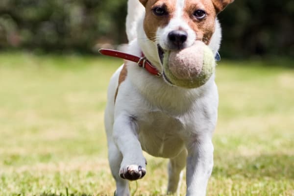 Dog carrying tennis ball at Club at Stone Oak