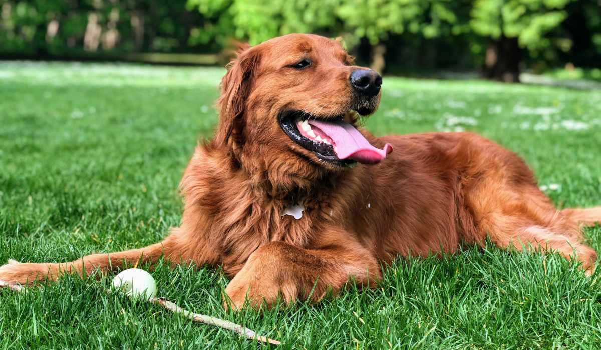 Dog in a park near Seagrove in Conroe, Texas