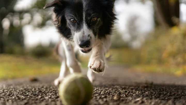 An eye-level, action shot of a Border Collie dog running toward the camera on a gravel path, intensely focused on a fuzzy tennis ball in the foreground. The dog