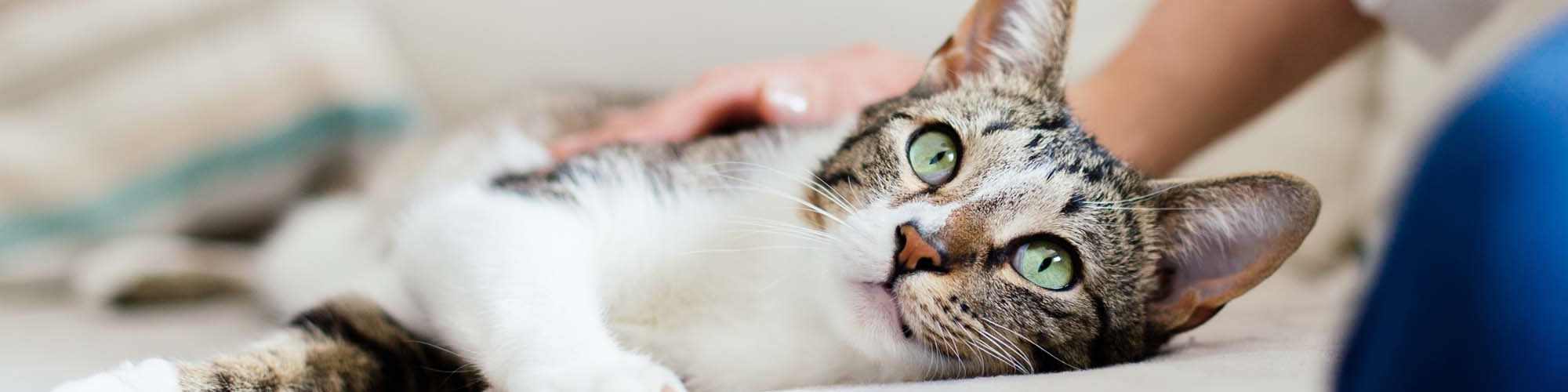 Pet Friendly | Oak Ridge Apartments in San Antonio, Texas