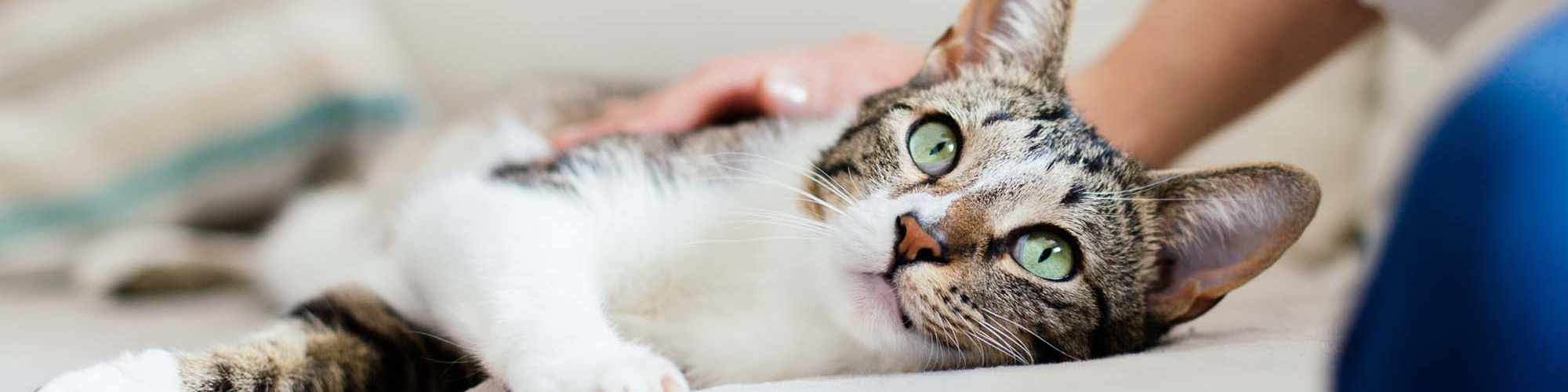Pet Friendly | The Acorn on Person Street in Raleigh, North Carolina