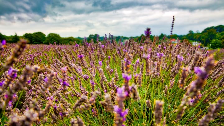 A colorful closeup view of a field of lavender in bloom