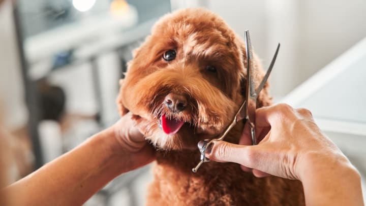 A professional groomer holds the head of a cute brown labradoodle while using scissors to trim around the dog