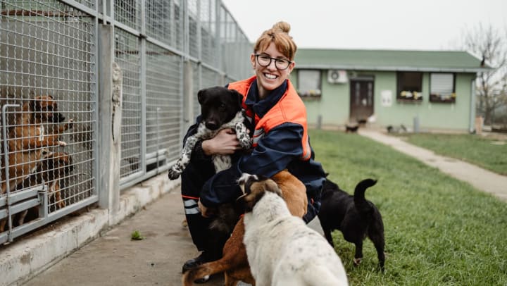 Young adult woman as a volunteer in Fort Worth working and playing with dogs at an animal shelter.