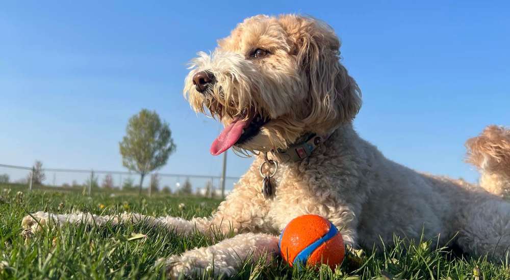 Happy dog playing with ball in the park near Alicia Park in Laguna Niguel, California