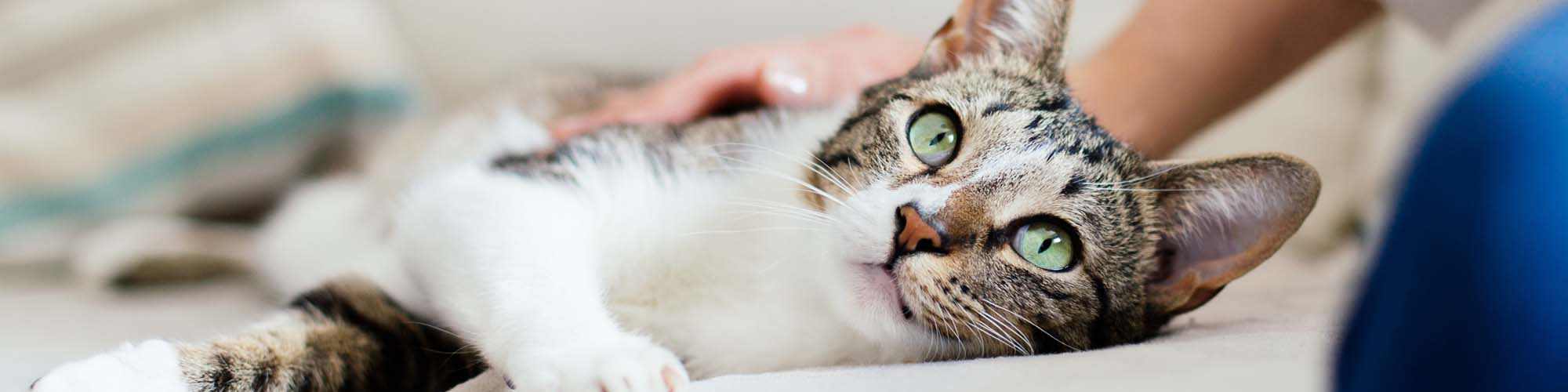 Pet Friendly | South Pointe in Dallas, Texas 