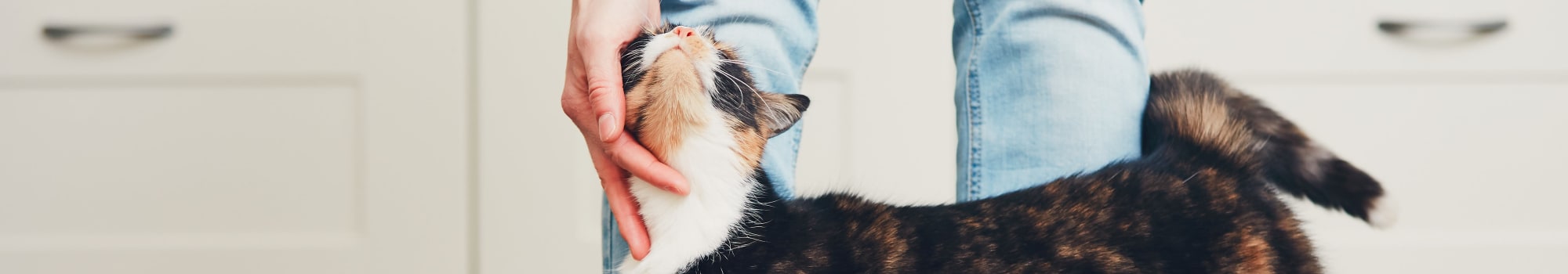 Pet friendly at Preston View in Morrisville, North Carolina