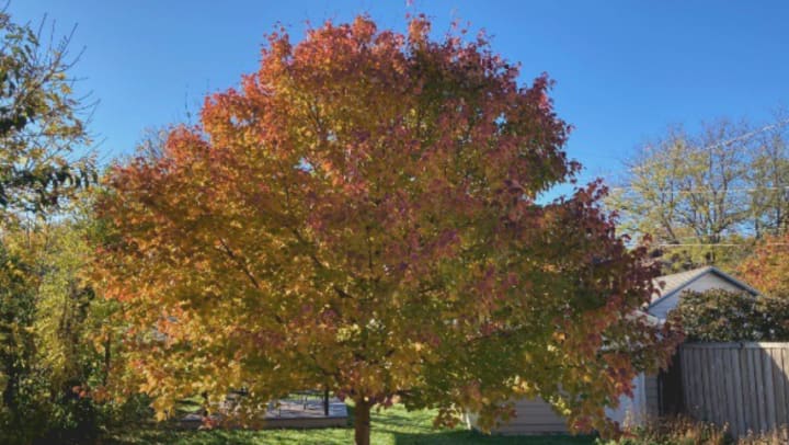 Tree in fall colors