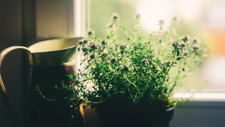 The “Light-Green” Thumb