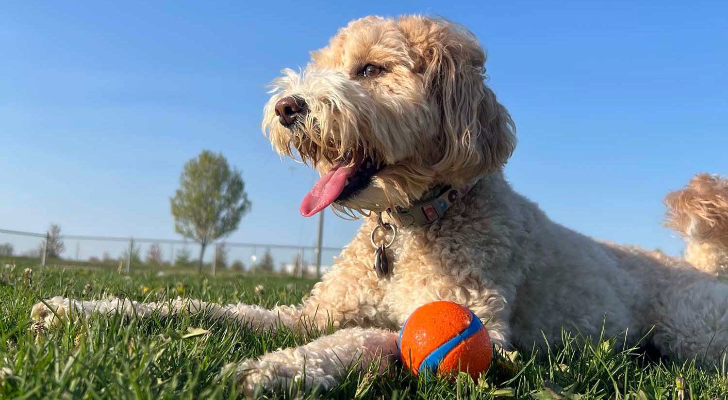 Dog playing in the park near 4315 S. Alder in Tacoma, Washington