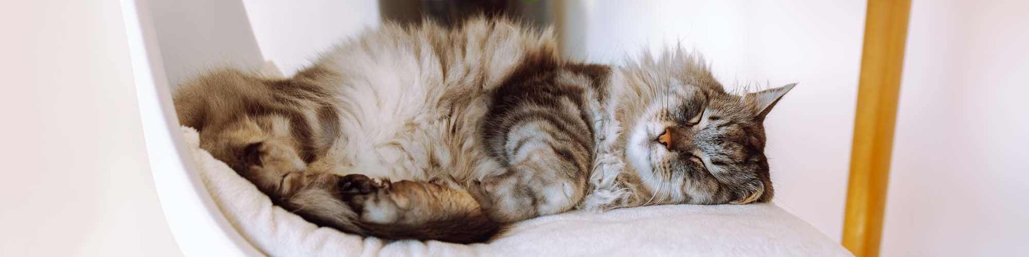 Pet Friendly | Madison Park in Madison, Alabama