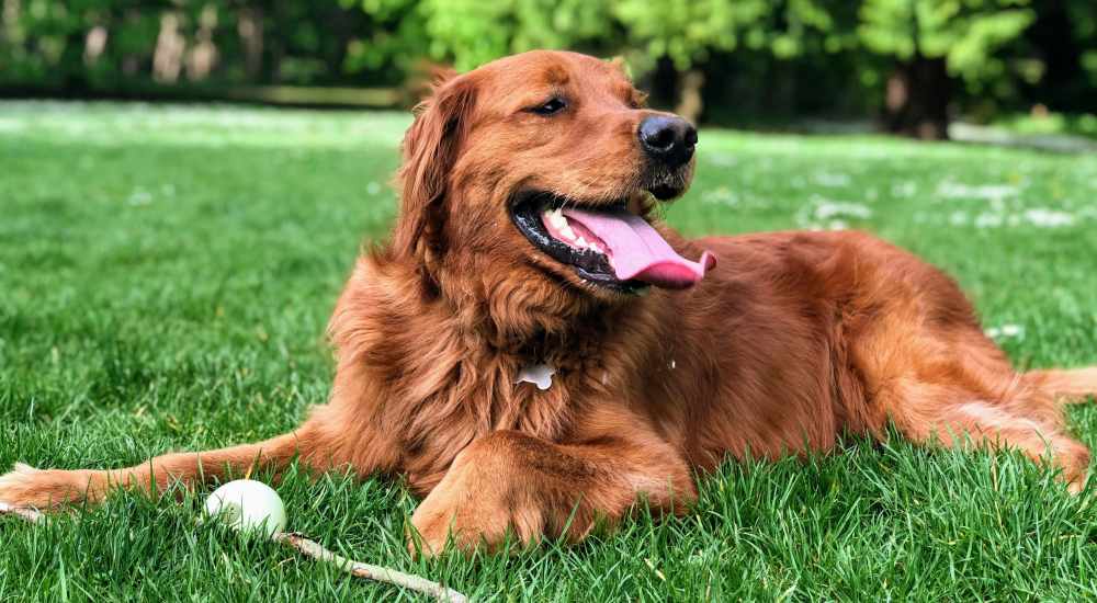 Dog relaxing in park near Dorian and Encore in Plano, Texas