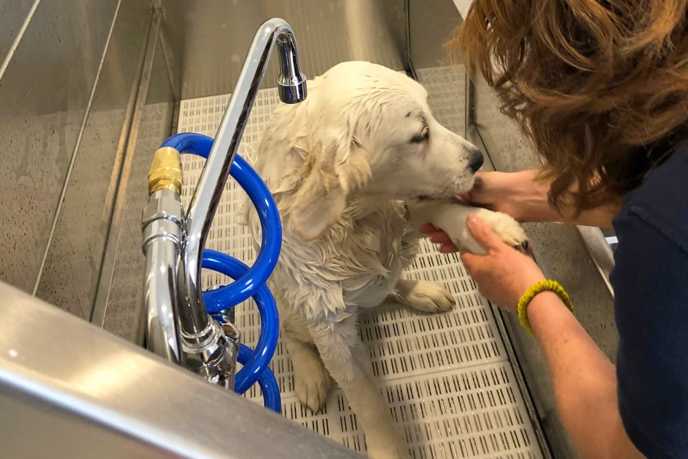 Dog wash at Hampton Manor Apartments and Townhomes in Cockeysville, Maryland