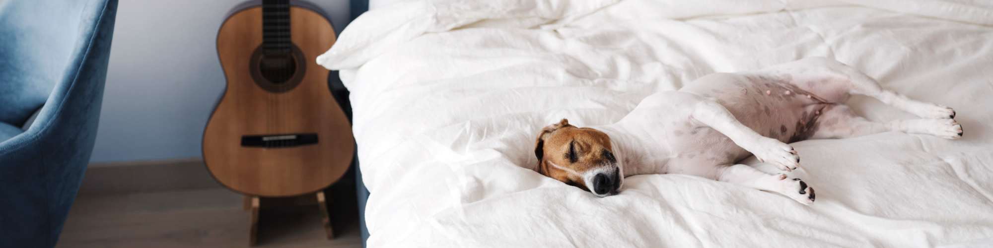 Dog sleeping on the bed Pet Friendly | Union at the Park in Denver, Colorado