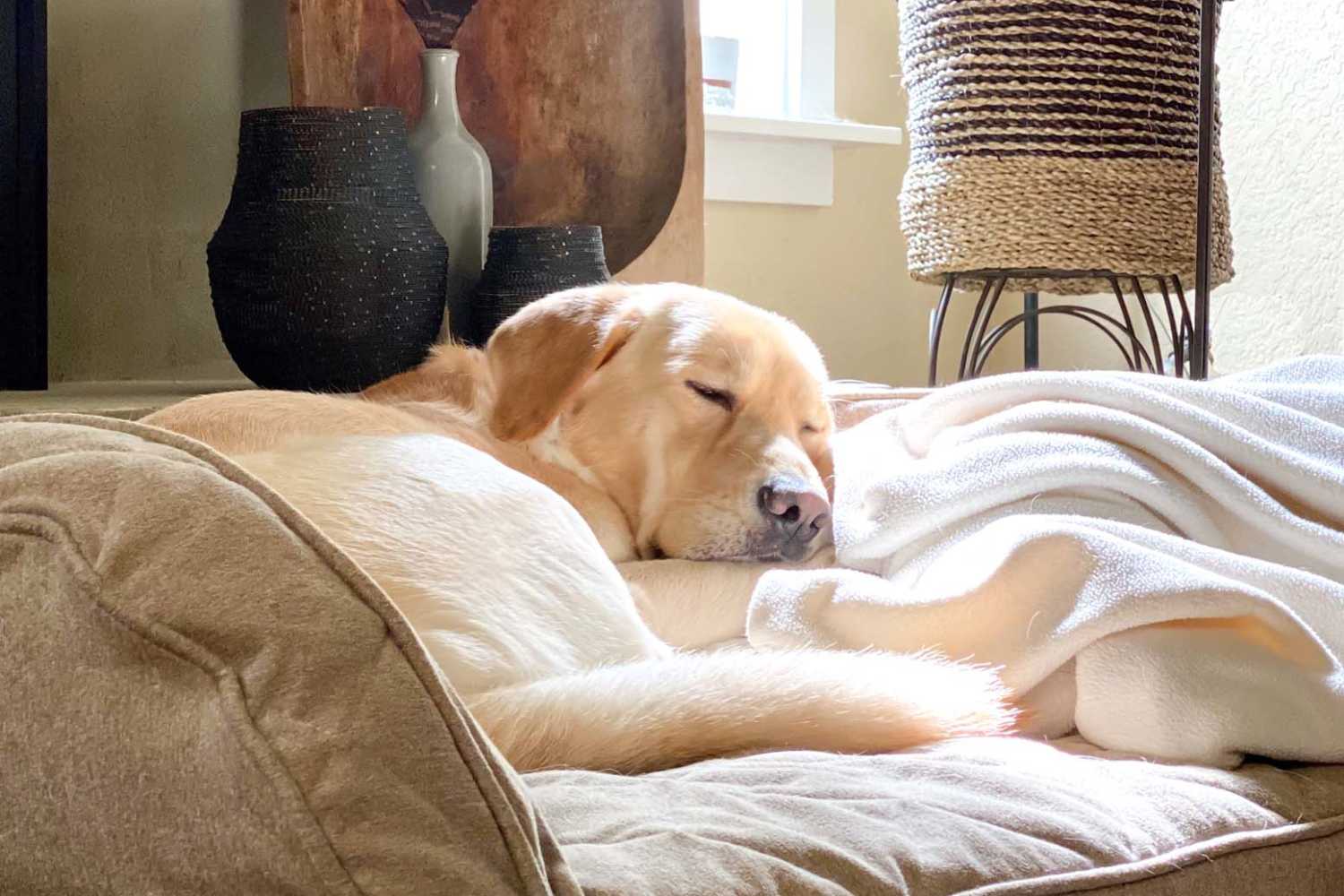 Dog resting on his bed at Tribecca Pointe Apartments in Hurst, Texas