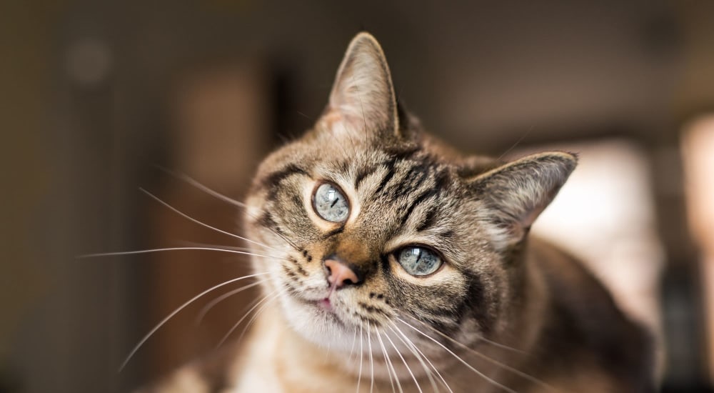 Happy cat posing for a photo at 415 Premier Apartments in Evanston, Illinois