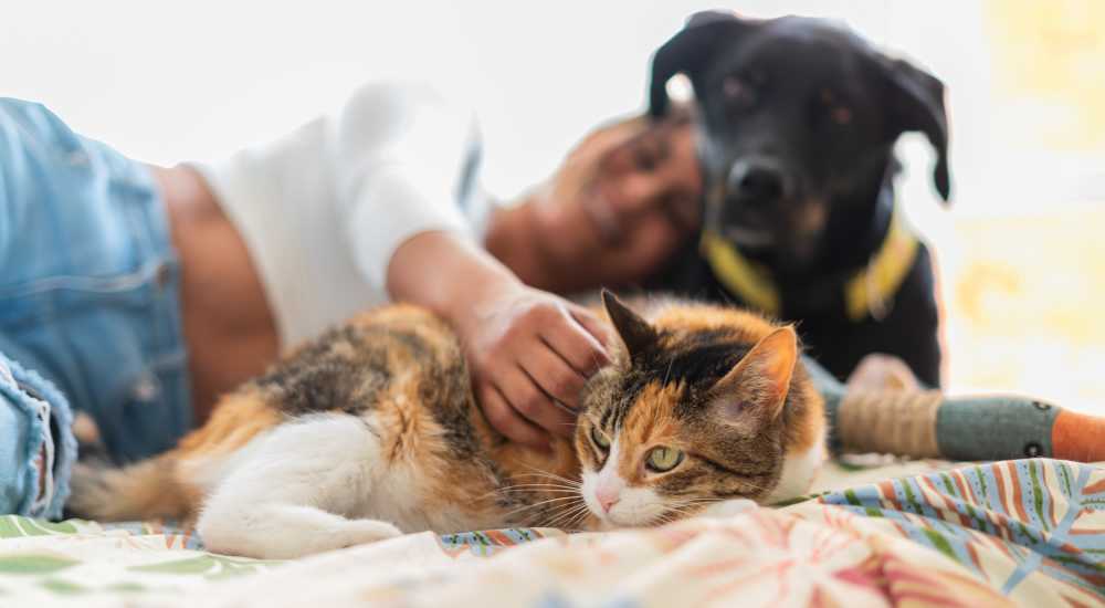 Resident playing with pets in her apartment at Haggerty Lane in Bozeman, Montana