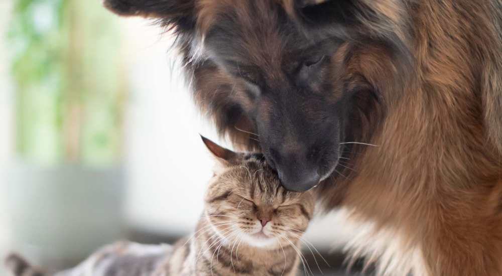 Cute dog and cat at Amherst Oaks in Dallas, Texas