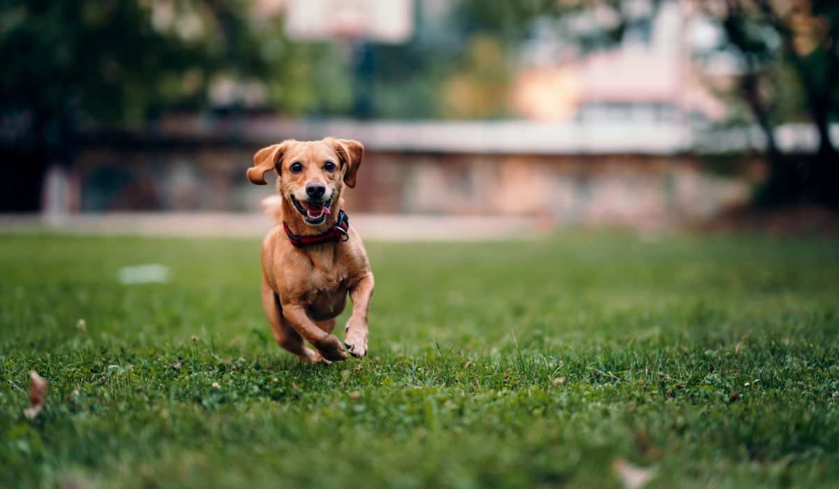 Happy dog playing near Sol District in Phoenix, Arizona