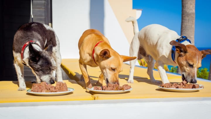 Three dogs eating off plates