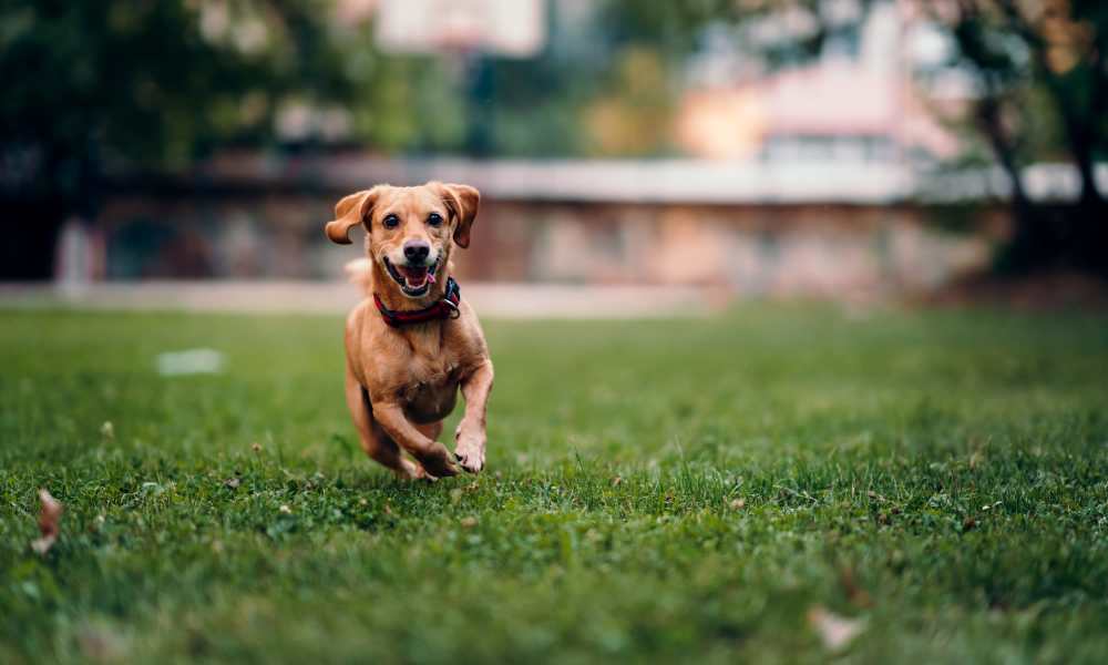 Dog playing in the park at The Villas at Keystone Canyon in Reno, Nevada