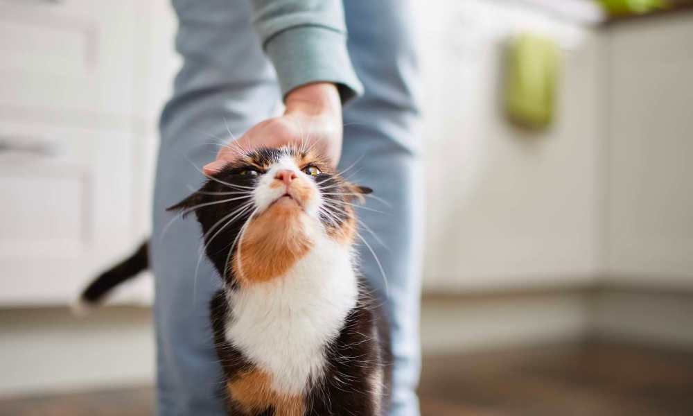 Resident with their cat in the living room at The Residences at Annapolis Junction in Annapolis Junction, Maryland 