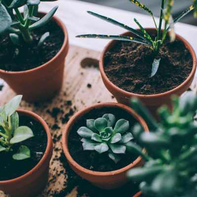 Thriving plants on a custom wood burl windowsill at Raystone Apartments in Phoenix, Arizona