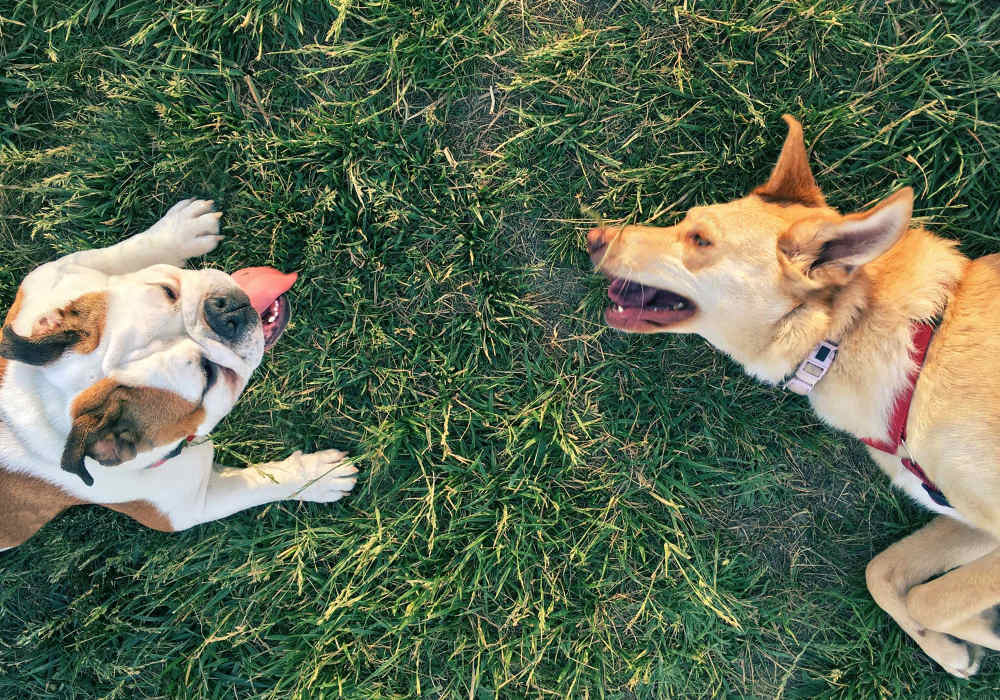 Two dogs enjoying time together on green grass, one with a happy expression and the other relaxed at Magnolia Crossing and Bell Ridge II in Pace, Florida
