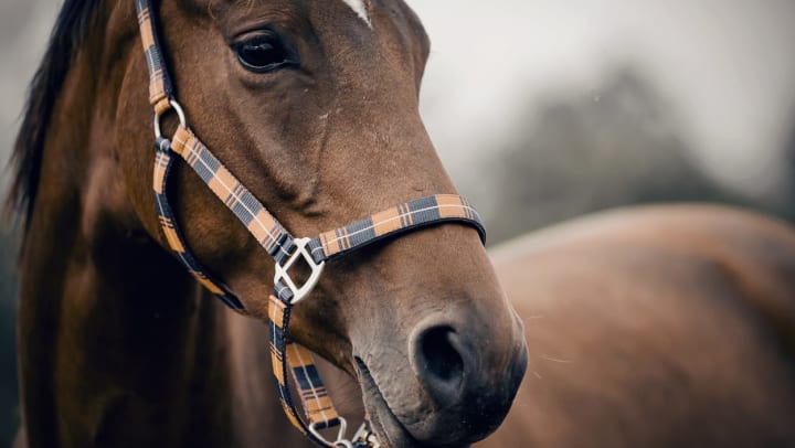 Close up of a young horse wearing a striped head collar.