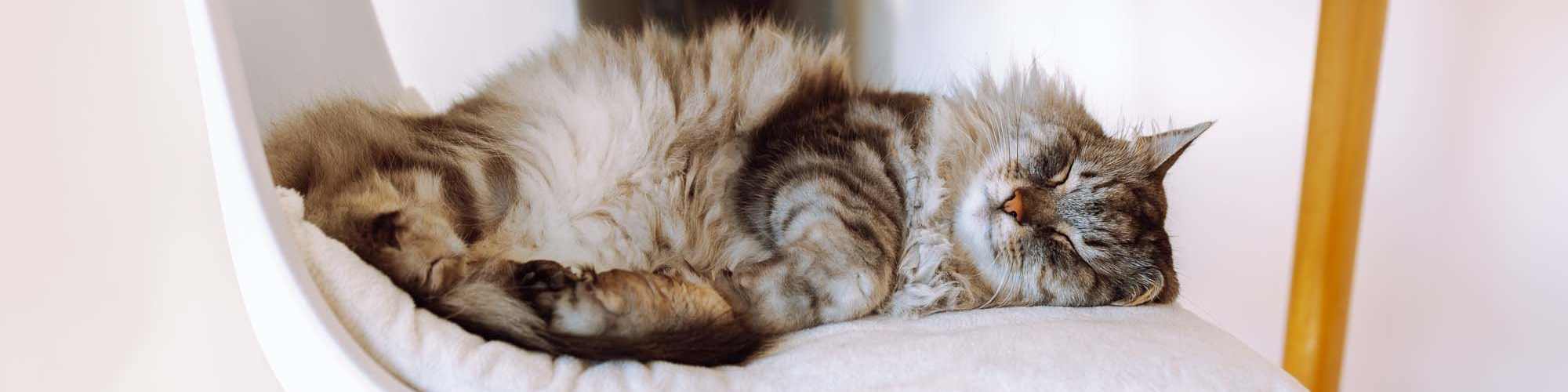 Pet Friendly | Cameron Village Apartments in Alice, Texas 