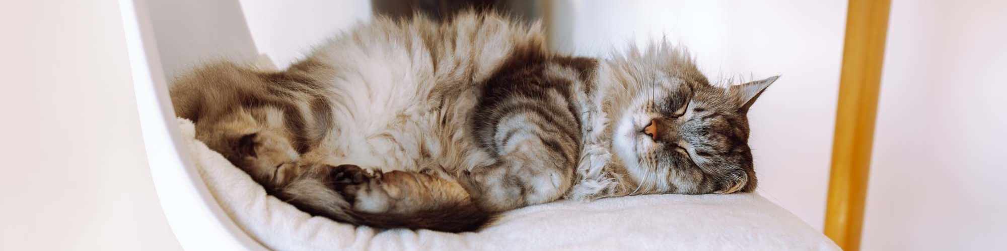 Pet-Friendly | Briar Creek Villas in Belton, Missouri 