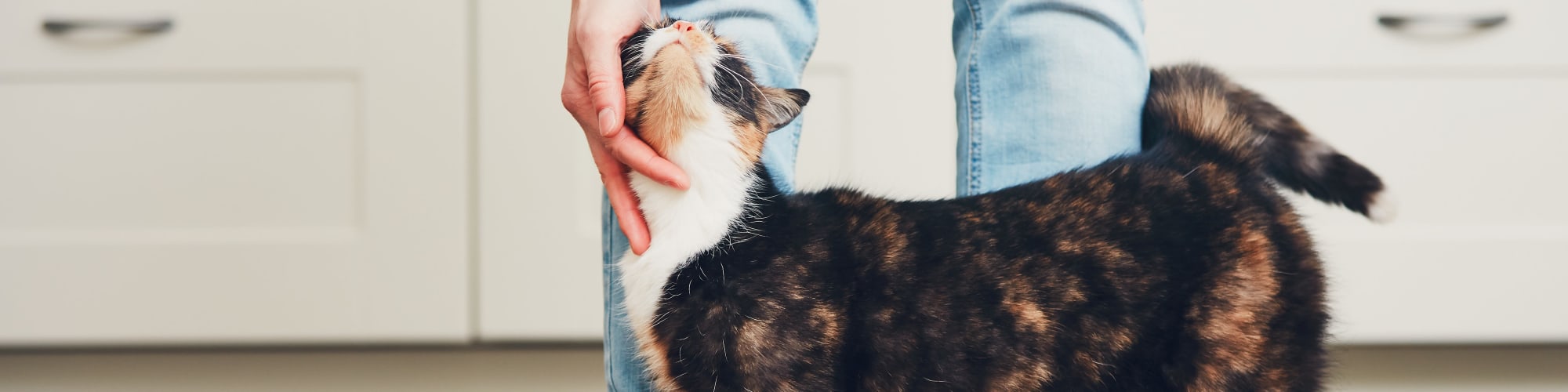 Pet-friendly apartments at San Artes in Scottsdale, Arizona