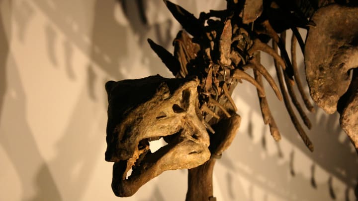 Dinosaur skeleton facing camera.